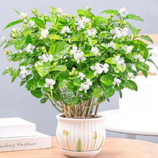 Classic Double Jasmine Garden Seeds – Pure White Flowers